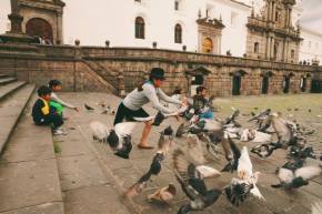 Catching pigeons in Ecuador